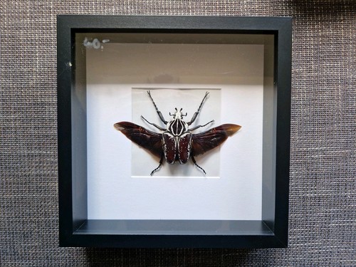 Schaukasten mit insekten - schaukasten,