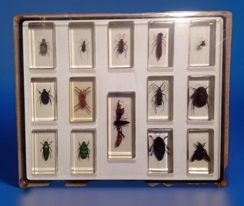 Echte insekten präparate - 14,