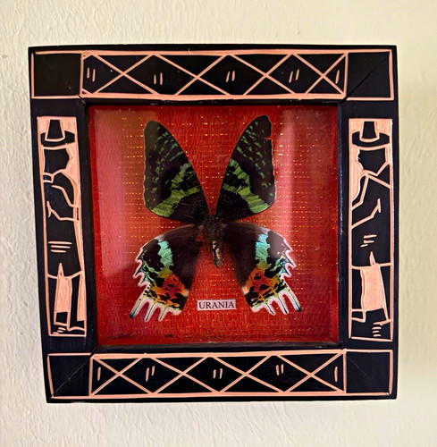 Gerahmter schmetterling - schmetterling, im