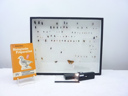 Echte insekten präparate vom - echte,