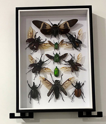 Schaukasten insektenpräparate - schaukasten,