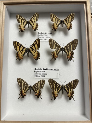 Entomologie*Luehdorfia