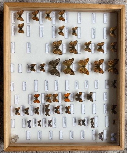 Insektenkasten mit tagfaltern - mit,