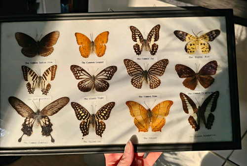 Schmetterling präparat rahmen - präparat,