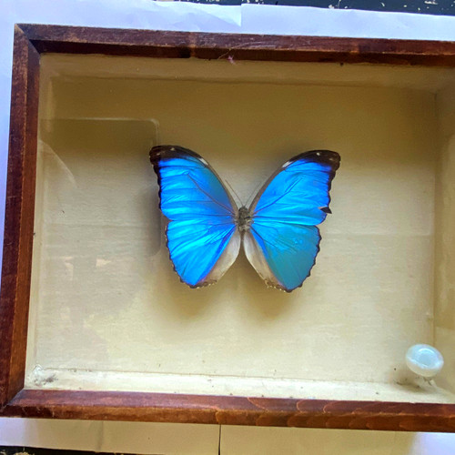 Präparierter blauer morpho - präparierter,